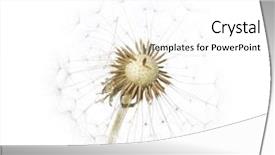  Presentation with simple - Audience pleasing presentation consisting of flora against white background backdrop and a white colored foreground