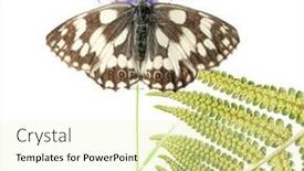  Presentation with flora fauna - Beautiful presentation theme featuring flora and fauna against white background useful design element backdrop and a soft green colored foreground