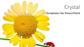  Presentation with element - PPT theme with flora and ladybird against white background useful design element background and a white colored foreground