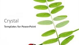  Presentation with element - Amazing presentation having flora and ladybird against white background useful design element backdrop and a white colored foreground