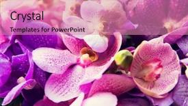  Presentation with beautiful orchid flowers - Cool new presentation theme with flora concept - beautiful orchid flowers backdrop and a coral colored foreground