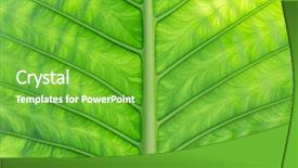  Presentation with botany - Slide set enhanced with flora concept - green palm tree background and a shamrock green colored foreground