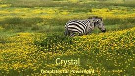  Presentation with flora fauna - PPT theme having flora fauna - cute african zebra standing background and a tawny brown colored foreground