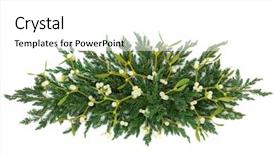  Presentation with flora fauna - PPT layouts with flora fauna - mistletoe and juniper fir forming background and a white colored foreground