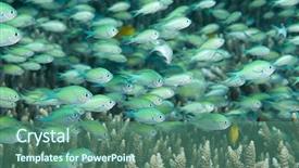  Presentation with rich - Colorful theme enhanced with flora fauna - school of damselfishes swimming backdrop and a ocean colored foreground