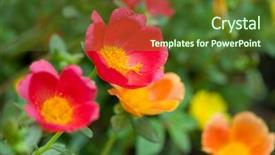  Presentation with flora fauna - Cool new PPT theme with flora mix fauna - colorful low ground covering colorful backdrop and a tawny brown colored foreground