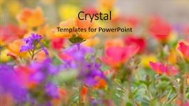  Presentation with flora fauna - Cool new presentation design with flora mix fauna - moss rose colorful low ground backdrop and a yellow colored foreground