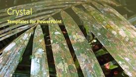  Presentation with thai - PPT theme consisting of flora-on-a-rattan-leaf background and a tawny brown colored foreground