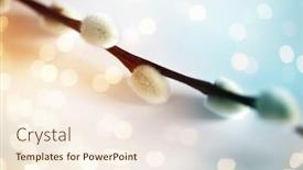  Presentation with plants - Beautiful PPT theme featuring flora-plants-and-easter-concept backdrop and a cream colored foreground