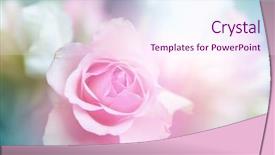  Presentation with beautiful flowers border floral design - PPT theme having floral abstract - beautiful flowers made with color background and a pink colored foreground