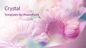  Presentation with floral abstract - Amazing slides having floral abstract - beautiful flowers made with color backdrop and a pink colored foreground