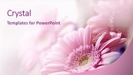  Presentation with flower border colorful made - Slides with floral abstract - beautiful flowers made with color background and a pink colored foreground