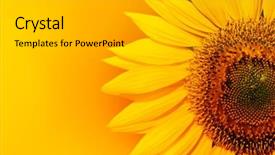  Presentation with sunflower - Colorful presentation theme enhanced with floral abstract - closeup of sunflower with copyspace backdrop and a light gray colored foreground