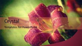  Presentation with artistic artist art brush - Colorful slides enhanced with floral abstract - delicate red daylily backdrop and a coral colored foreground