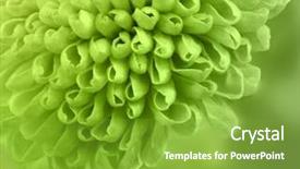  Presentation with floral abstract - Slide deck consisting of floral abstract - extreme close up shot background and a tawny brown colored foreground