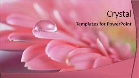  Presentation with floral abstract - Presentation theme featuring floral abstract - flower with water drop soft background and a  colored foreground