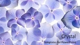  Presentation with floral abstract - PPT theme enhanced with floral abstract - flowers background background and a light blue colored foreground