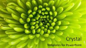  Presentation with chrysanthemum - Beautiful presentation design featuring floral abstract - green chrysanthemum closeup backdrop and a gold colored foreground