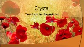  Presentation with poppies - Beautiful slides featuring  backdrop and a  colored foreground.