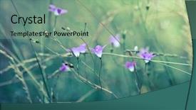  Presentation with wild learning - PPT theme featuring floral abstract - wild bell fowers background and a seafoam green colored foreground