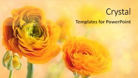  Presentation with floral - PPT layouts enhanced with floral arrangement with yellow ranunculus background and a yellow colored foreground