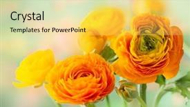  Presentation with floral - Beautiful presentation featuring floral arrangement with yellow ranunculus backdrop and a yellow colored foreground