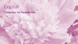  Presentation with marriage card - Slide set featuring floral background for greeting card background and a lemonade colored foreground