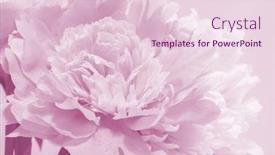  Presentation with marriage card - Presentation design featuring floral background for greeting card background and a lemonade colored foreground