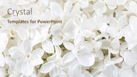  Presentation with floral - Presentation design with floral-background-of-white background and a sky blue colored foreground