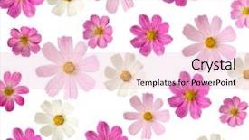  Presentation with floral - Cool new slides with floral background pink flowers isolated backdrop and a lemonade colored foreground