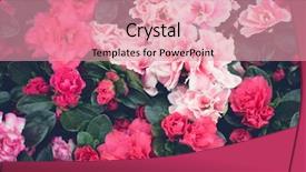  Presentation with red floral - Cool new PPT theme with floral background red and pink backdrop and a coral colored foreground