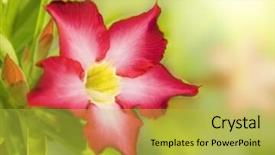  Presentation with rose flower - Presentation enhanced with floral background tropical flower pink adenium desert rose background and a yellow colored foreground