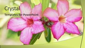  Presentation with rose flower - Slides featuring floral background tropical flower pink background and a yellow colored foreground