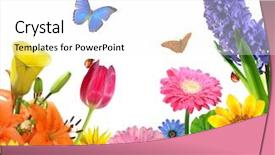  Presentation with floral - Theme consisting of floral background with butterfly background and a pink colored foreground