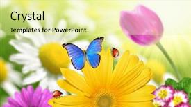  Presentation with gerbera daisies - Slide set having floral background with butterfly background and a blonde colored foreground