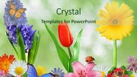  Presentation with ladybug - PPT theme featuring floral background with butterfly background and a mint green colored foreground