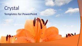  Presentation with lily - PPT theme enhanced with floral background with orange lily background and a sky blue colored foreground