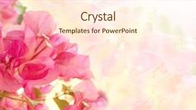  Presentation with beautiful flowers border floral design - Colorful slides enhanced with floral background with pink flowers backdrop and a cream colored foreground