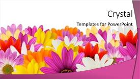  Presentation with flower border colorful made - Presentation having floral border made from spring background and a white colored foreground
