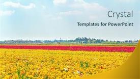  Presentation with gaza - Presentation consisting of floral-carpet-multicolored-bright-buttercups background and a sky blue colored foreground