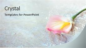  Presentation with element - Amazing presentation design having gradiant color - floral design element on summer backdrop and a sky blue colored foreground