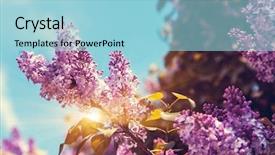  Presentation with flower beautiful lilac border - Audience pleasing presentation consisting of floral frame - close-up beautiful lilac flowers backdrop and a light blue colored foreground