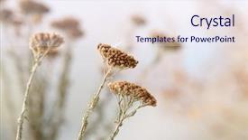  Presentation with floral - Amazing theme having floral frame - dried wildflowers on light background backdrop and a sky blue colored foreground