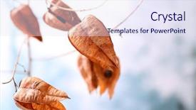  Presentation with floral - Slides enhanced with floral frame - dried wildflowers on light background background and a sky blue colored foreground