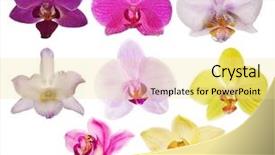  Presentation with purple orchids pink flowers orchid - Presentation design featuring floral frame - eight orchid flowers isolated background and a blonde colored foreground