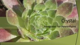  Presentation with succulent - Colorful presentation theme enhanced with floral frame - succulent plant isolated backdrop and a yellow colored foreground