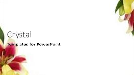  Presentation with frame pink - Presentation design having floral frame made of pink background and a white colored foreground