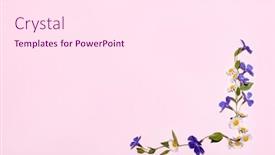  Presentation with floral - Slides having floral-frame-of-small-spring background and a pink colored foreground