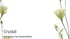  Presentation with floral - Cool new presentation theme with floral frame on white background backdrop and a white colored foreground