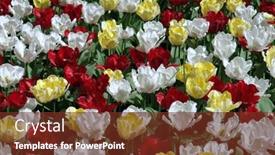  Presentation with gardens - Amazing slides having floral pattern multicolored tulips keukenhof gardens backdrop and a tawny brown colored foreground